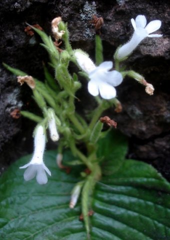 Streptocarpus pusillus flowers